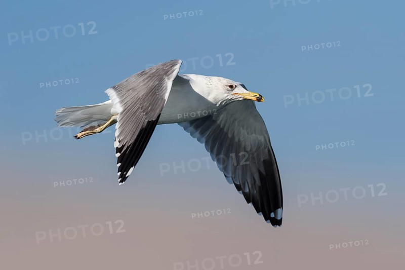 Armenian Gull (Larus armenicus) flying, Eilat, Israel