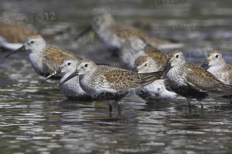 Dunlin (Calidris alpina), British Columbia, Canada
