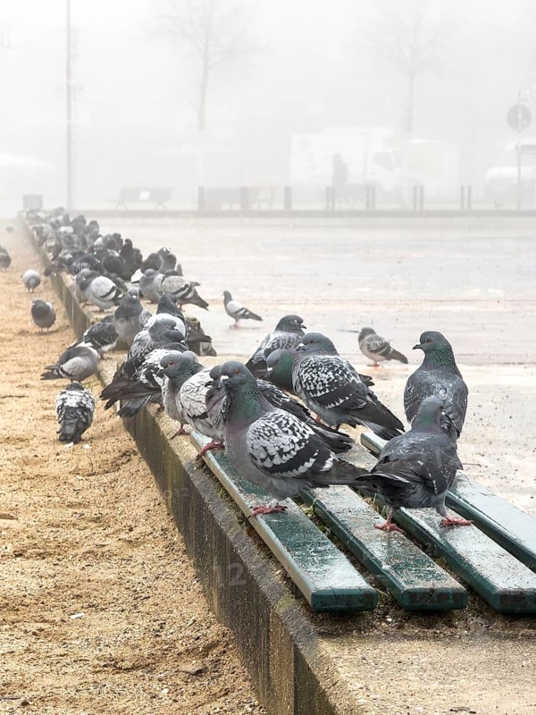 Many pigeons in the fog on a square in Düsseldorf, Germany