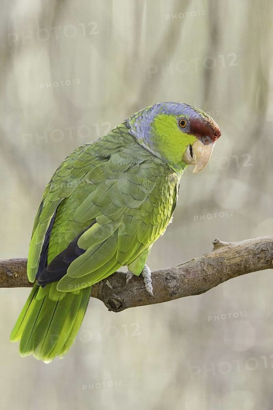 Lilac-crowned Amazon (Amazona finschi), Arizona, USA