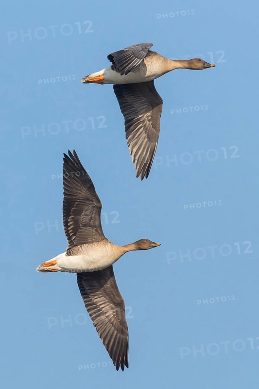 Tundra Bean Goose, Anser fabalis rossicus, Anser serrirostris, Mechtersheimer Tongruben, Mechtersheim, Rhineland-Palatinate, Germany