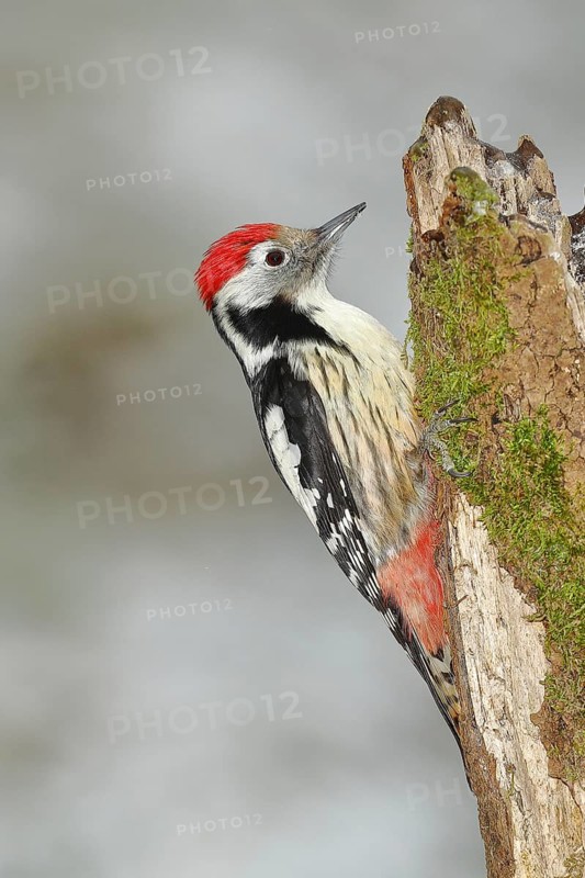 Middle Spotted Woodpecker (Dendrocopos medius), male, sitting on an old tree stump, North Rhine-Westphalia, Germany