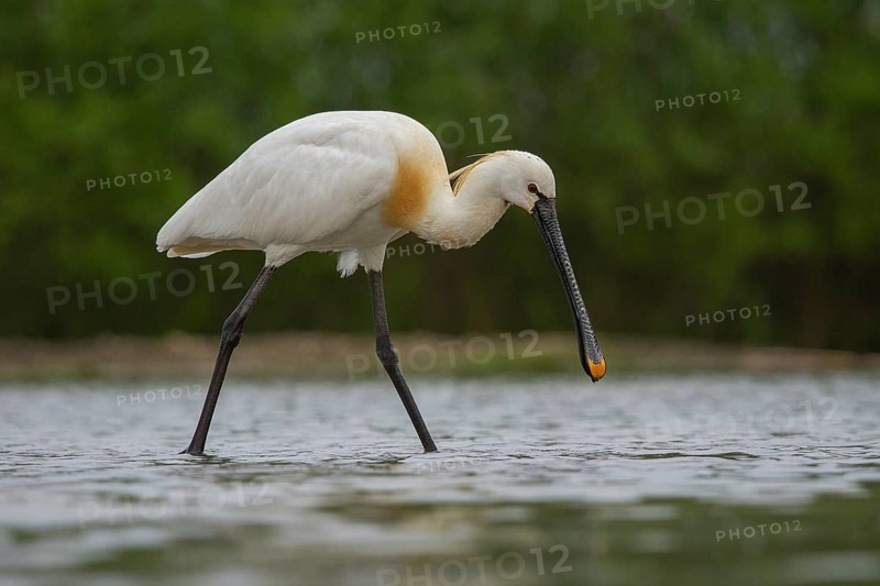 Eurasian Spoonbill (Platalea leucorodia) foraging, Pusztaszer, Hungary