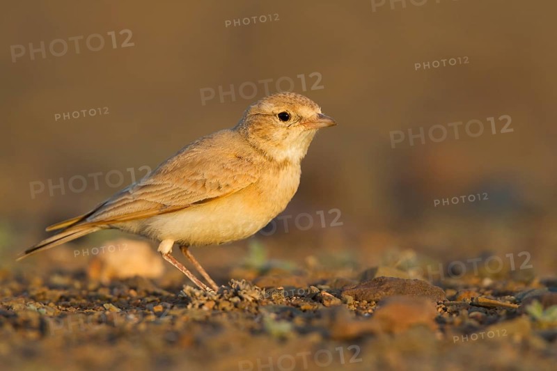 Bar-tailed Desert Lark - Sandlerche - Ammomanes cincturus, Marokko, adult
