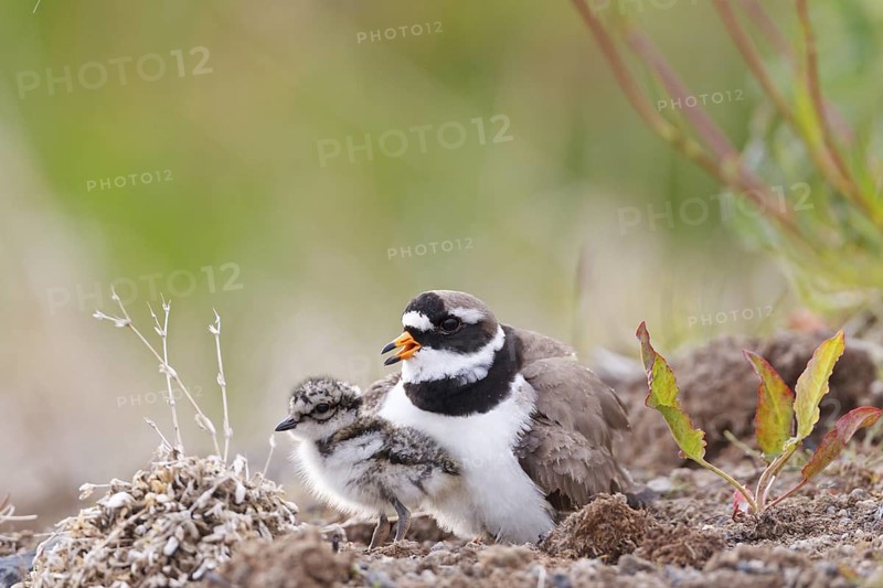 Common Ringed Plover (Charadrius hiaticula) with chick, Iceland