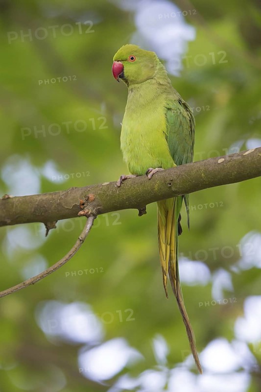 Collared Parakeet, Small Alexander Parakeet, (Psittacula krameri), Old World Parrot family, Animals, Birds, Parrot species, Mannheim, Baden-Württemberg, Federal Republic of Germany