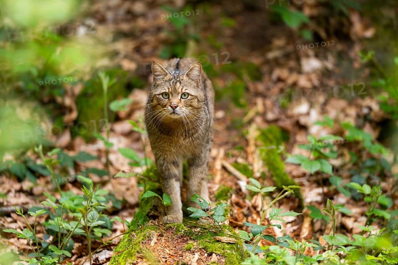 European wildcat (Felis silvestris silvestris) walking in a forest, Bavaria, Germany