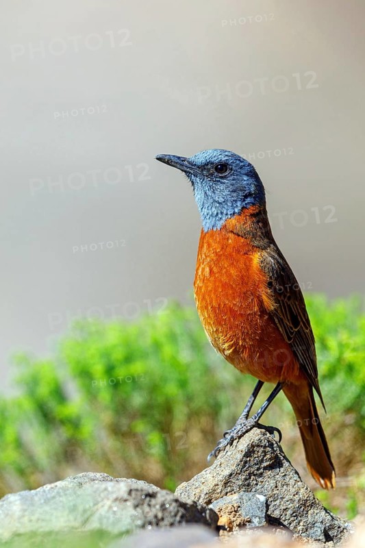 Cliff thrush, (Monticola rupestris), Monticole rocar, Cape rock thrush, A31, Mokhotlong District, Lesotho, Mokhotlong District, Lesotho