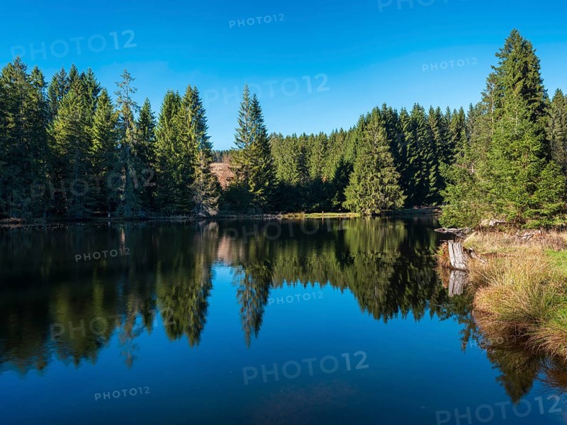 Small lake in the Thuringian Forest under blue sky, spruce forest reflected, Ochsenbacher Teich, Thuringia, Germany