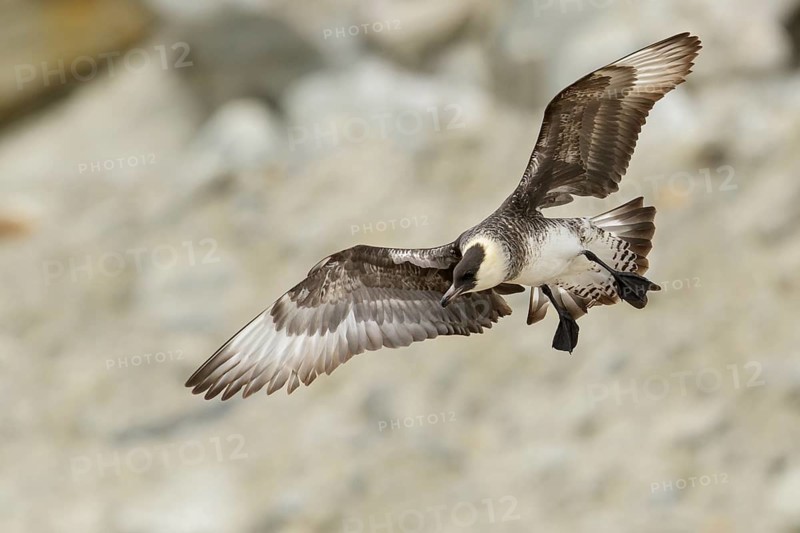 Pomarine Jaeger (Stercorarius pomarinus) flying near Nome, Alaska