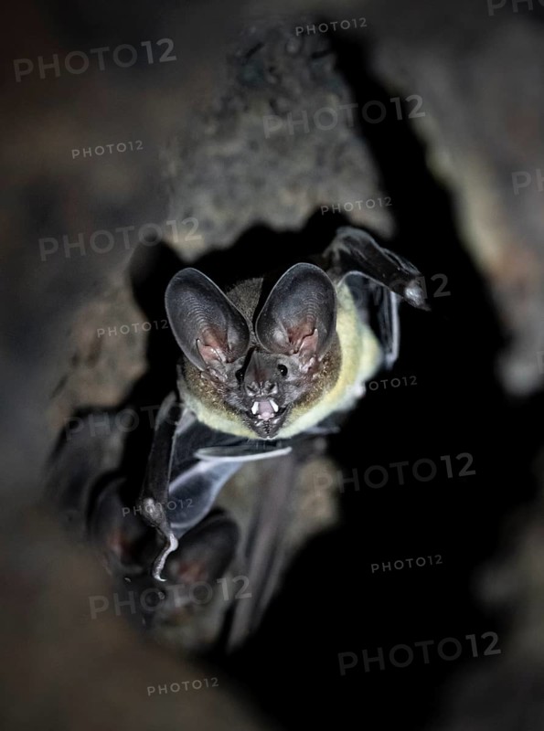 Bat in a cave in a tree trunk, in the rainforest, Corcovado National Park, Osa, Puntarena Province, Costa Rica
