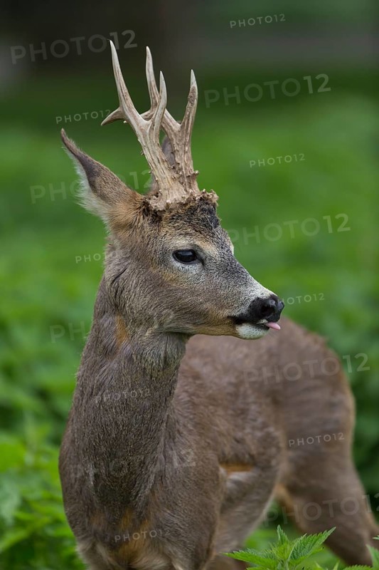 Roe Deer, Rehwild, Reh, Rehbock, maennlich, Maennchen, Bock, Capreolus capreolus, Bavaria, Germany, www.peterweimann.de