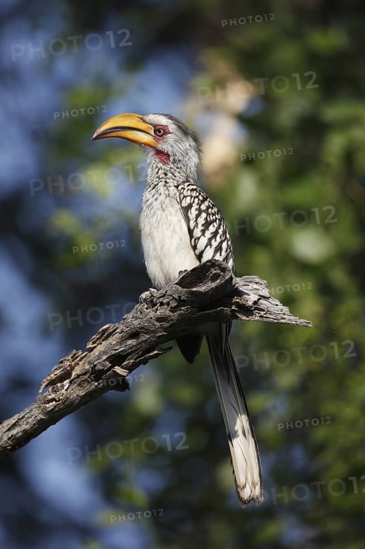 Southern Yellow-billed Hornbill (Tockus leucomelas), Namibia