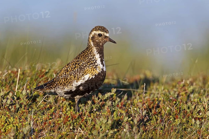European Golden Plover (Pluvialis apricaria), Iceland