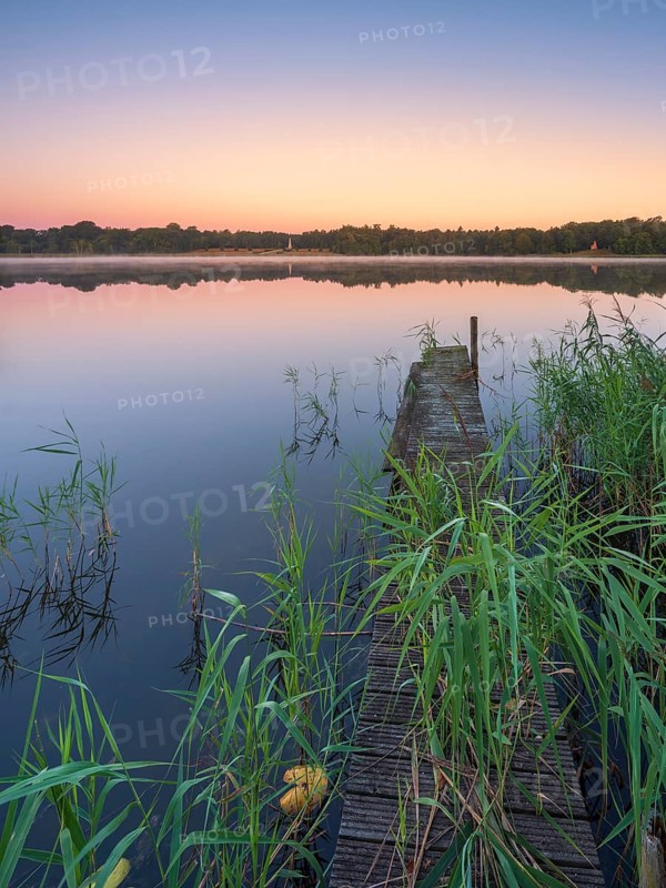 Morning atmosphere at Lake Grienerick, narrow wooden footbridge in the reeds, Rheinsberg, Brandenburg, Germany
