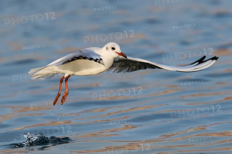 Black-headed Gull (Chroicocephalus ridibundus) flying, Eilat, Israel
