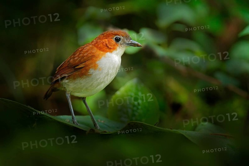 Birdwatching in Ecuador. White-bellied antpitta, Grallaria hypoleuca, bird family Grallariidae, from Colombia, Ecuador and far northern Peru. Antpitta in the nature tropic forest habitat, San Isidro