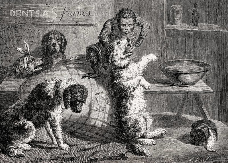 Monkey as a dentist for dogs by Zacharie Noterman, 19th century