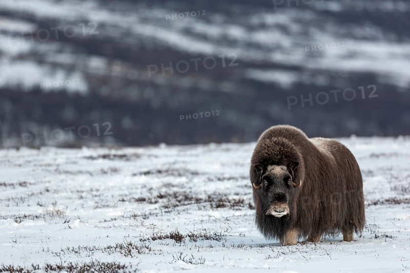 Although this musk ox cow (Ovibos moschatus) is blind, she is in excellent physical condition, winter, snow, cold, Tundra landscape, October, Norway