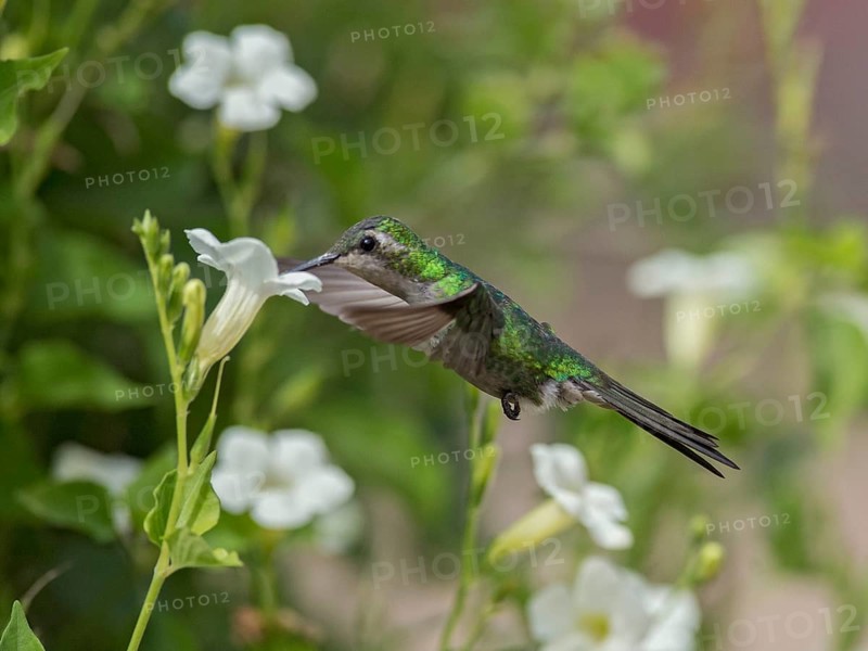 Cuban Emerald (Chlorostilbon ricordii) female flying and feeding at a flower, Cuba