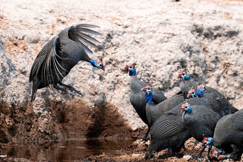 Helmet guinea fowl (Numida meleagris), swarm at the waterhole, Nxai Pan National Park, Botswana
