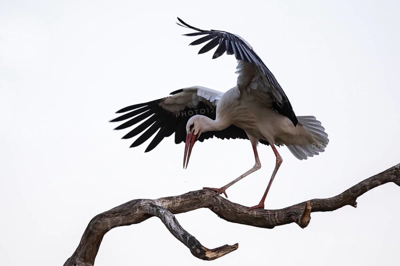 White Stork (Ciconia ciconia), North Rhine-Westphalia, Germany