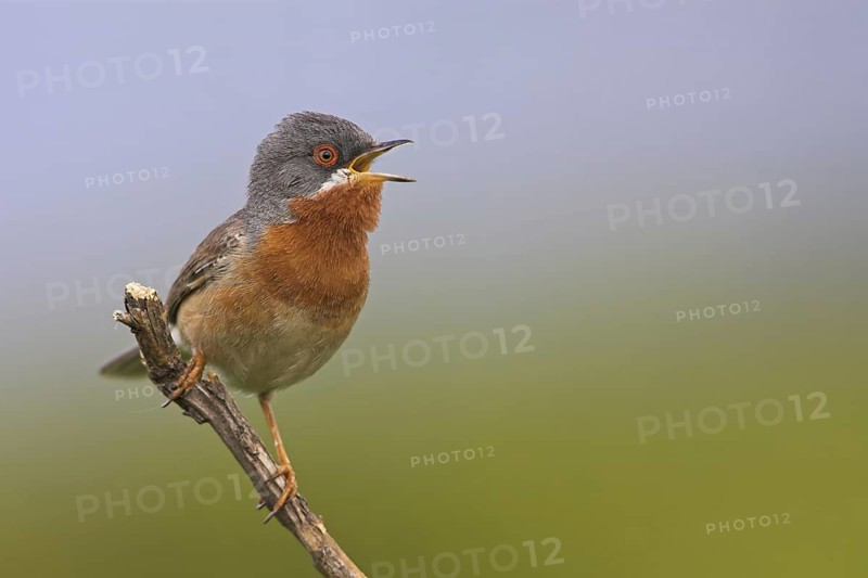 Subalpine Warbler (Sylvia cantillans) singing, Lesvos, Greece