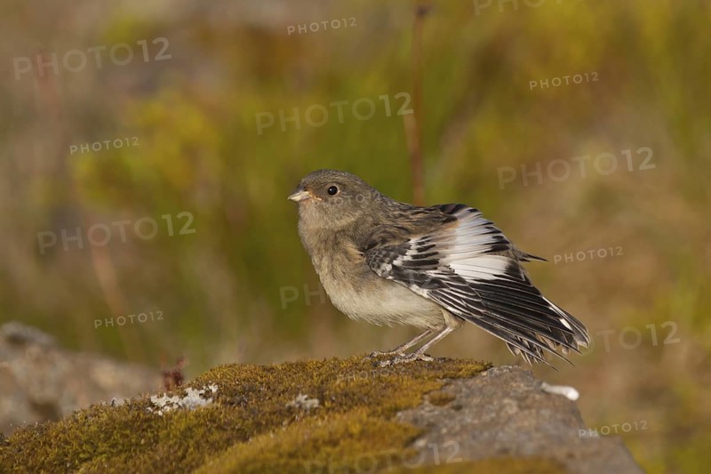 Snow Bunting - Schneeammer - Plectrophenax nivalis ssp. insulae, Iceland, juvenile