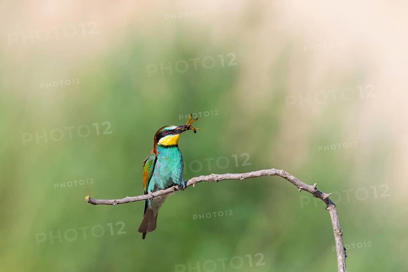 Bee-eater, (Merops apiaster), Animals, Birds, Raptor family, Perching station, Muselievo, Muselievo, Pleven, Bulgaria