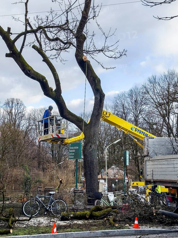 Tree work, Königinstrasse, Munich, Bavaria, Germany