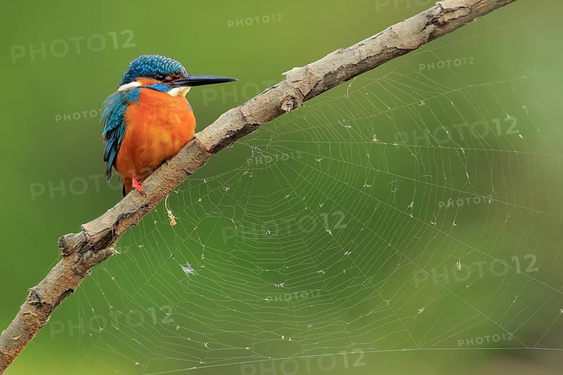 Common Kingfisher (Alcedo atthis) male, Andalusia, Spain