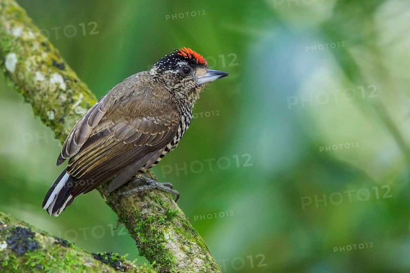 White-barred Piculet (Picumnus cirratus) perched on a branch in the Atlantic rainforest of southeast Brazil