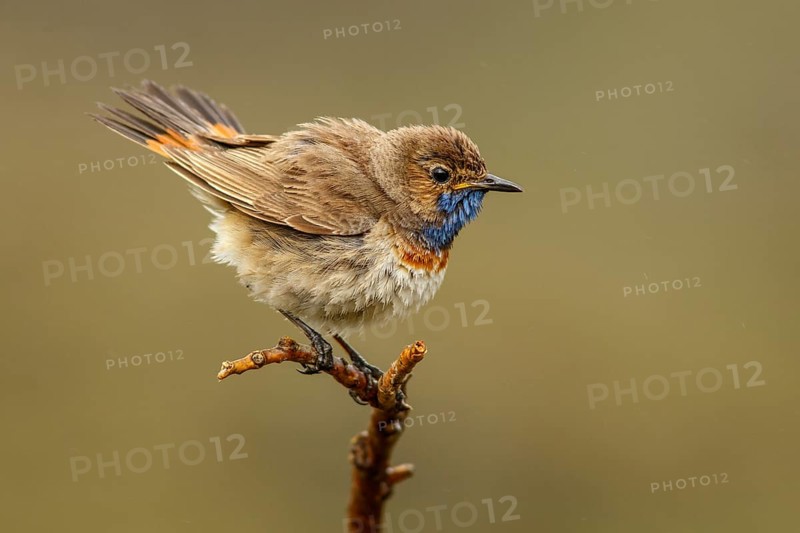 Bluethroat (Luscinia svecica), perched, Castile and Leon, Spain