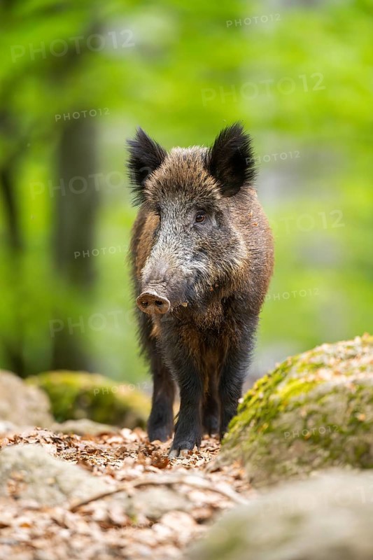 Wild boar (Sus scrofa) walking in a forest, Bavaria, Germany