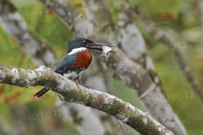 Green Kingfisher (Chloroceryle americana), Ecuador