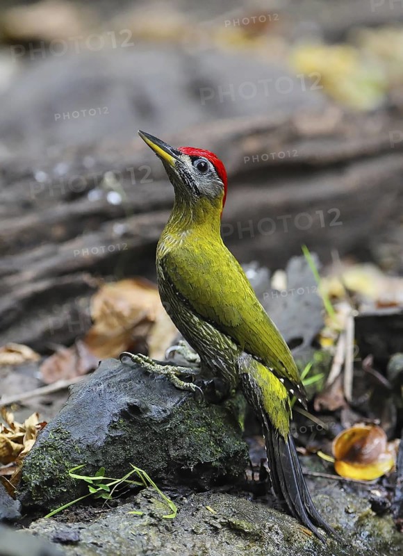 Streak-breasted Woodpecker (Picus viridanus) male, Kaeng Krachan, Thailand