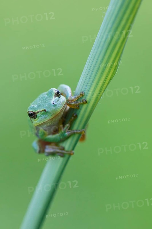 European Tree Frog (Hyla arborea) perchend on reed, North Rhine-Westphalia, Germany