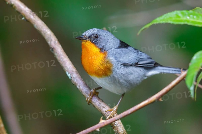 Flame-throated Warbler (Parula gutturalis) perched on a branch in Costa Rica