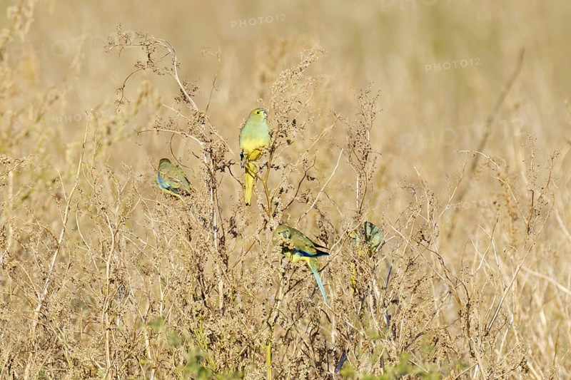 Blue-winged Parrot (Neophema chrysostoma), Victoria, Australia