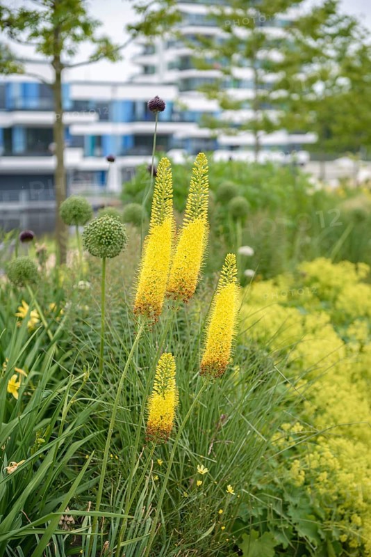 Steppe candle (Eremurus stenophyllus ssp. stenophyllus),  Germany