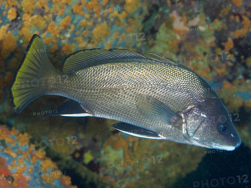 Mullet (Sciaena umbra) near a rocky seabed, dive site Giens Peninsula, Mediterranean Sea, Porquerolles, Provence, Côte d'Azur, France