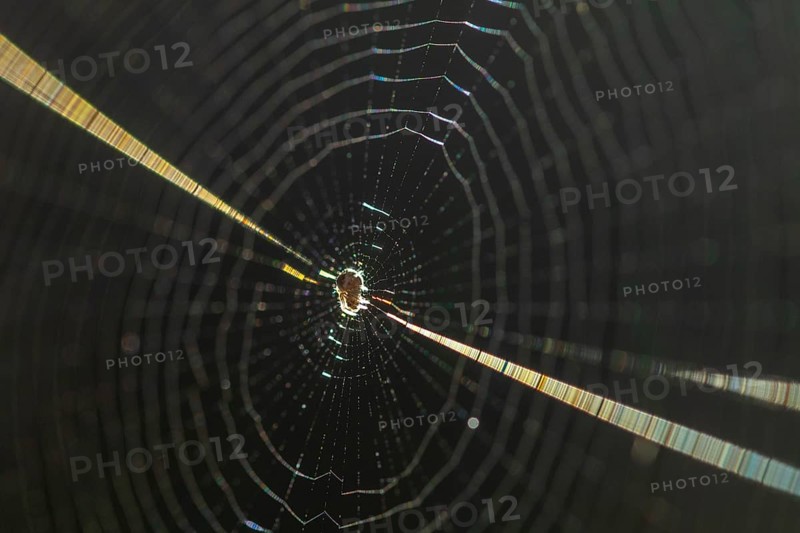 Close up of an intricately woven spider web, highlighted by sunlight, showcasing its delicate threads against a dark background. Perfect for illustrating natural beauty and detail