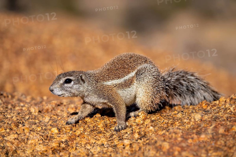 Cape ground squirrel (Xerus inauris), Pontok-Berge, Spitzkoppe, Große Spitzkuppe Nature Reserve, Namibia