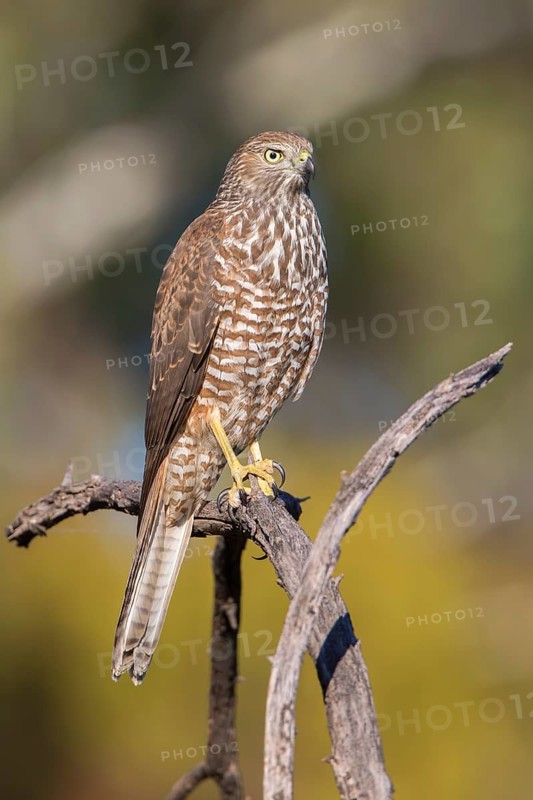 Brown Goshawk (Accipiter fasciatus) juvenile perched on a branch, New South Wales, Australia