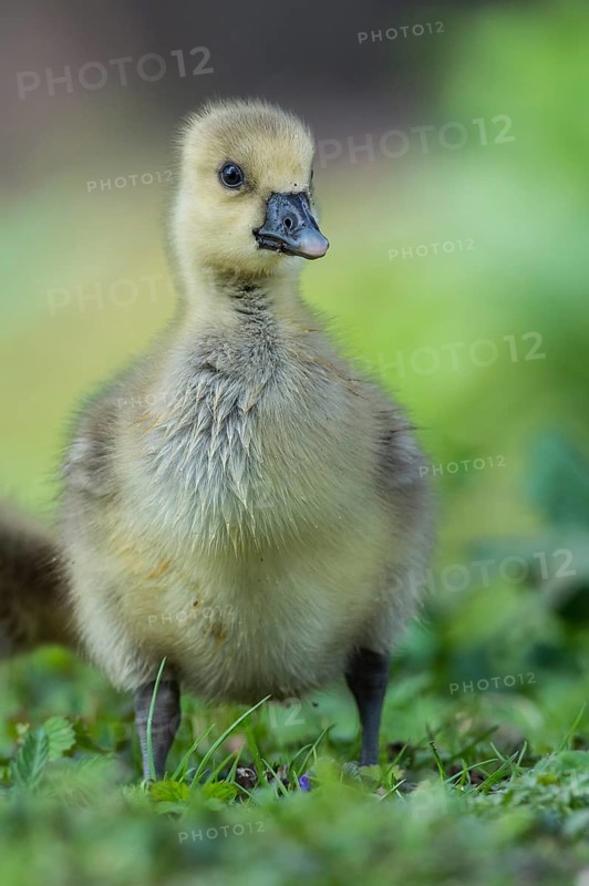 Greylag Goose (Anser anser) chick, Lower Saxony, Germany