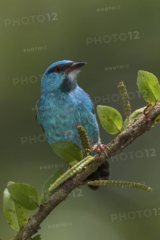 Blue Dacnis (Dacnis cayana) male, Costa Rica