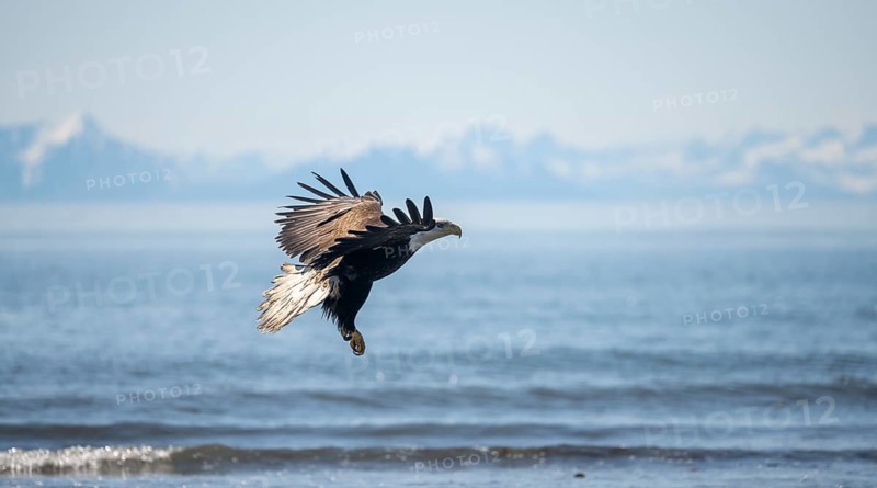 Bald eagle (Haliaeetus leucocephalus) in flight, Anchor Point at Cook Inlet, white mountain peaks of the Aleutian chain in the background, Anchor River State Recreation Area, Alaska, USA