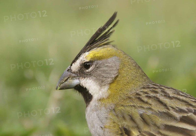 Yellow Cardinal (Gubernatrix cristata) female, Corrientes, Argentina