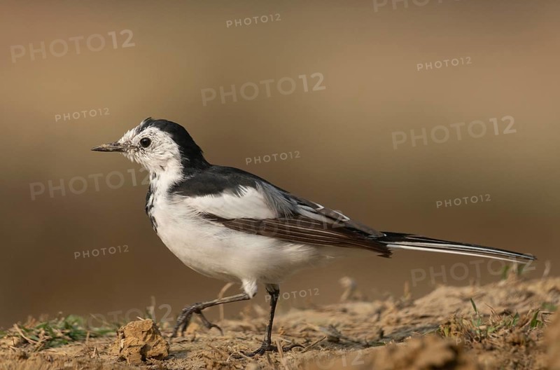 A white wagtail (Motacilla alba) stands on the ground against a blurred background, Sreepur, Gazipur, Bangladesh
