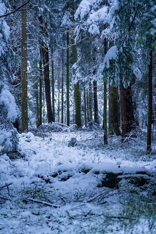 Snow-covered forest floor and trees in a quiet winter forest, Enzklösterle, district of Calw, Black Forest, Germany
